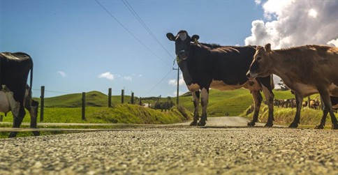 My life as a dairy farmer