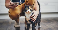 How to Buy a Cattery