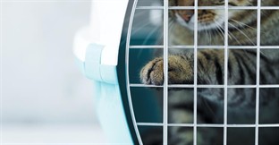 How to Run a Cattery