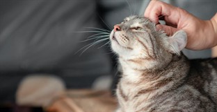 How to Sell a Cattery