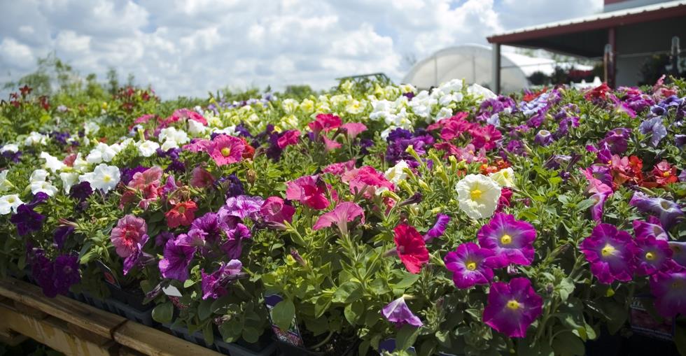 Garden Centre