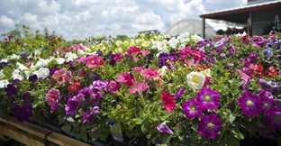 Sector Spotlight: Garden Centres