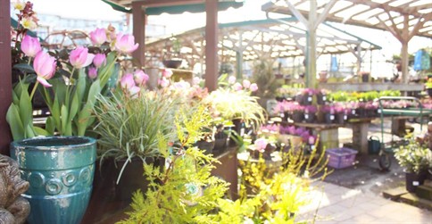 How to Buy a Garden Centre