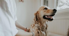 How to Run a Pet Grooming Business in Australia 