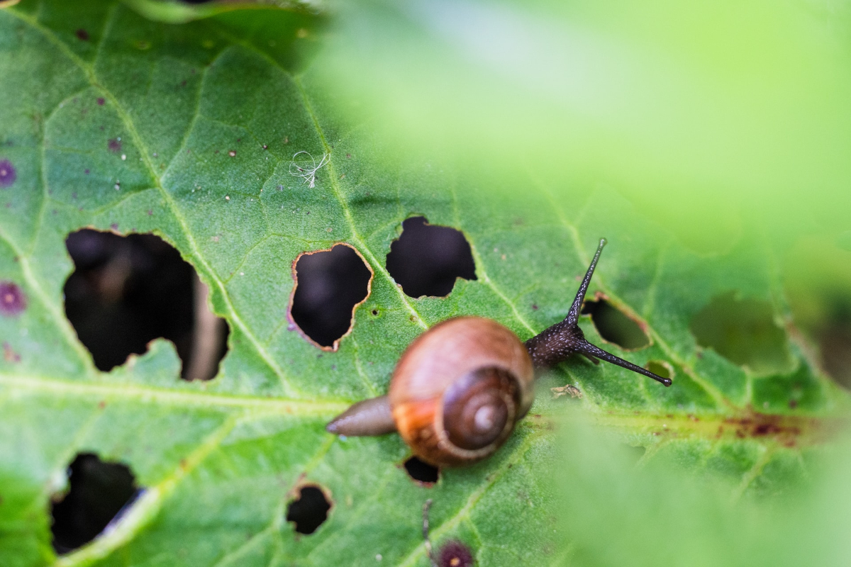 A snail eating a green leaf