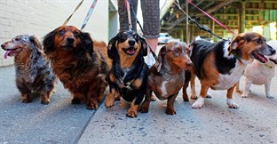Buying and running a boarding kennel