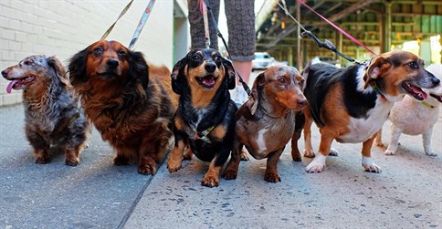 Buying and running a boarding kennel