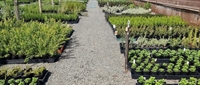 established wholesale nursery with - 3