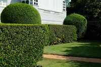 garden lawn property maintenance - 3