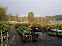 established retail nursery emerald - 1