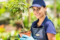 wholesale plants 45years one - 3