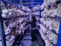 premium functional mushroom business - 2