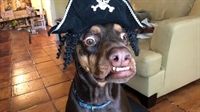 well established online dog - 3