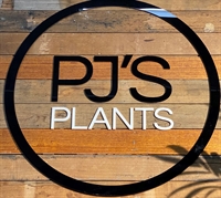 excellent quality pj's plants - 1