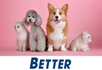 exceptional dog grooming salon - 1