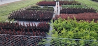 established wholesale nursery with - 2