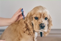 online pet product wholesaler - 2