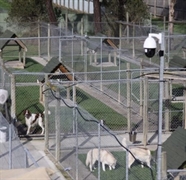 premium pet boarding care - 3