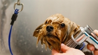 exceptional dog grooming salon - 2