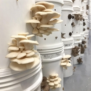 gourmet urban mushroom farm - 3