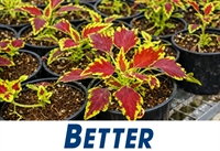 wholesale plants 45 years - 1