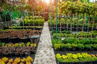 profitable regional nursery central - 1