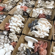gourmet urban mushroom farm - 2