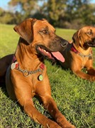 pet boarding kennels no - 2