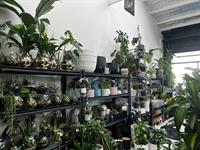 boutique indoor plant shop - 1