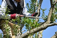 under contract high-performing arborist - 3