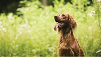 pet boarding kennels no - 3