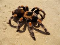 pest control termite specialist - 2