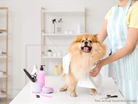 pet grooming dog day - 1