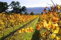 winery vineyard business freehold - 1
