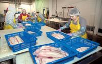 manufacture of seafood products - 2