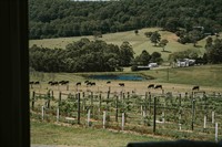 award-winning two figs winery - 1