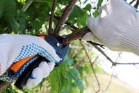 34548 profitable arboriculture business - 1