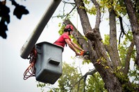 highly profitable tree servicing - 1