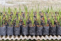 exotic wholesale nursery + - 2