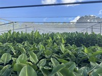 established wholesale production nursery - 1