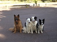 melbourne s go-to dog - 3