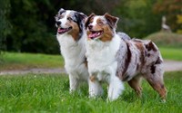 melbourne s go-to dog - 2