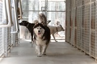 pet boarding kennels no - 1