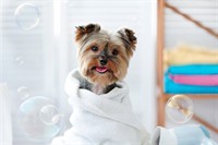 well equipped dog grooming - 1