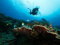 professional scuba retailer for - 1
