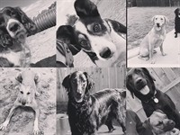 pet boarding kennels no - 1