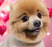 dog cafe spa moonee - 3