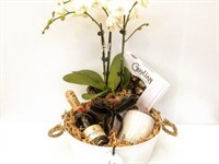 succulent surprise established online - 2