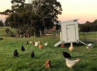 mobile chook shed manufacture - 1