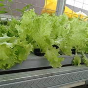 coming soon hobart-based hydroponic - 3